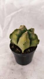 ASTROPHYTUM cv KIKKO Nº 1084 "Variegata" - vaso 09 - Imagem 8