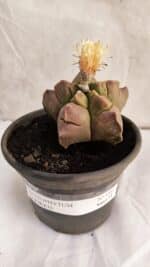 ASTROPHYTUM cv KIKKO Nº 1085 - vaso 15 - Imagem 2
