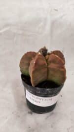 ASTROPHYTUM cv KIKKO Nº 1085  - vaso 09 - Imagem 2