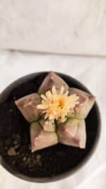 ASTROPHYTUM cv KIKKO Nº 1085 - vaso 15 - Imagem 9