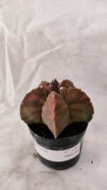 ASTROPHYTUM cv KIKKO Nº 1085  - vaso 09 - Imagem 7