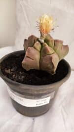 ASTROPHYTUM cv KIKKO Nº 1085 - vaso 15 - Imagem 8