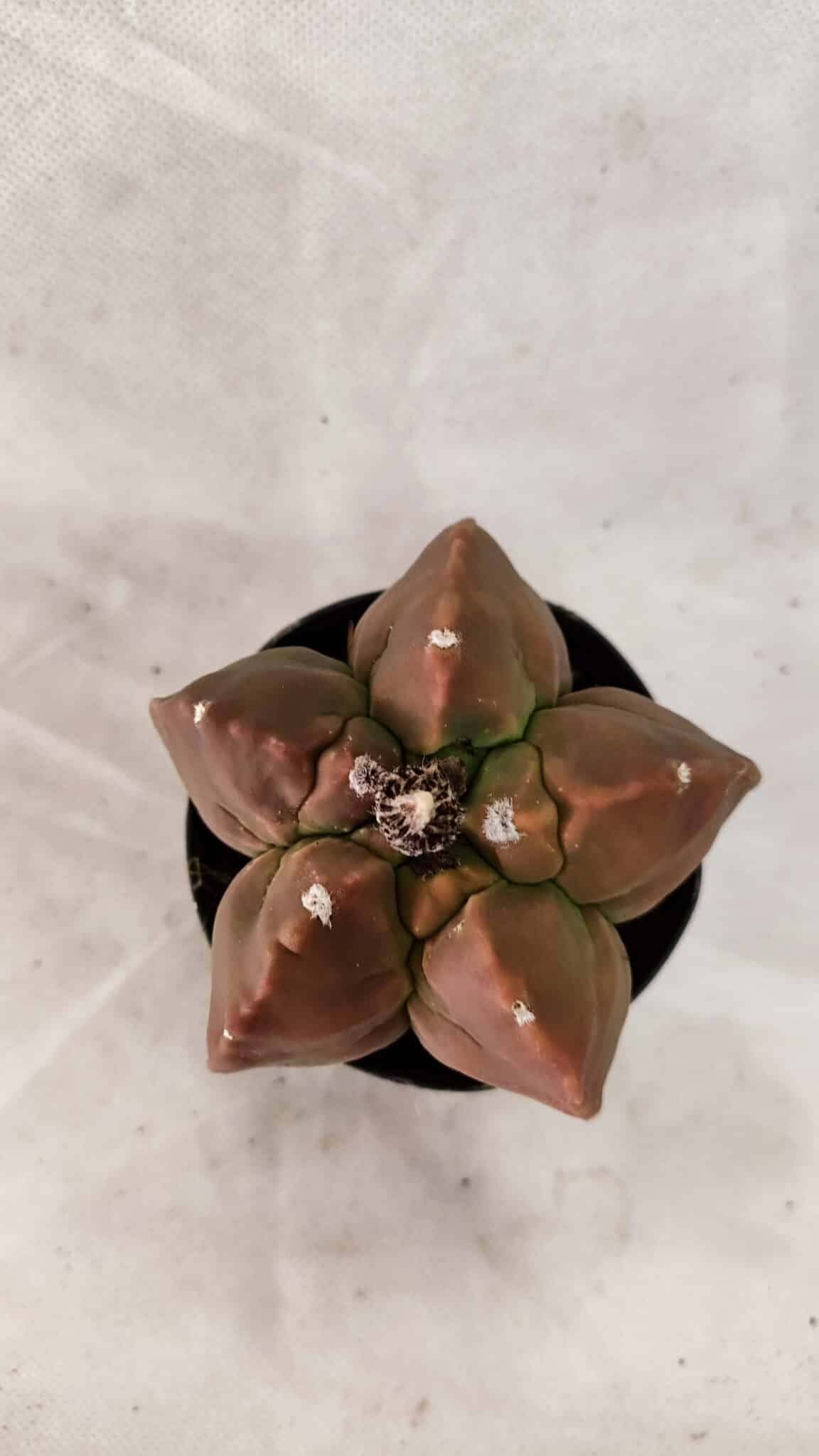 KIKKO 1085 (3) ASTROPHYTUM cv KIKKO Nº 1085  - vaso 09 - Imagem 1