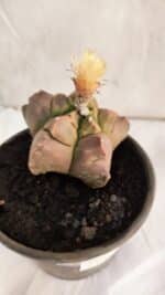 ASTROPHYTUM cv KIKKO Nº 1085 - vaso 15 - Imagem 7