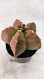 ASTROPHYTUM cv KIKKO Nº 1085  - vaso 09 - Imagem 6