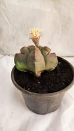 ASTROPHYTUM cv KIKKO Nº 1085 - vaso 15 - Imagem 6