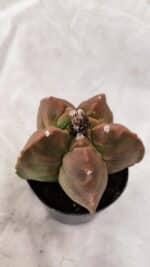 ASTROPHYTUM cv KIKKO Nº 1085  - vaso 09 - Imagem 5