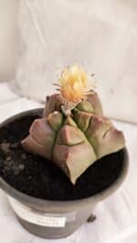 ASTROPHYTUM cv KIKKO Nº 1085 - vaso 15 - Imagem 5