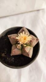 ASTROPHYTUM cv KIKKO Nº 1085 - vaso 15