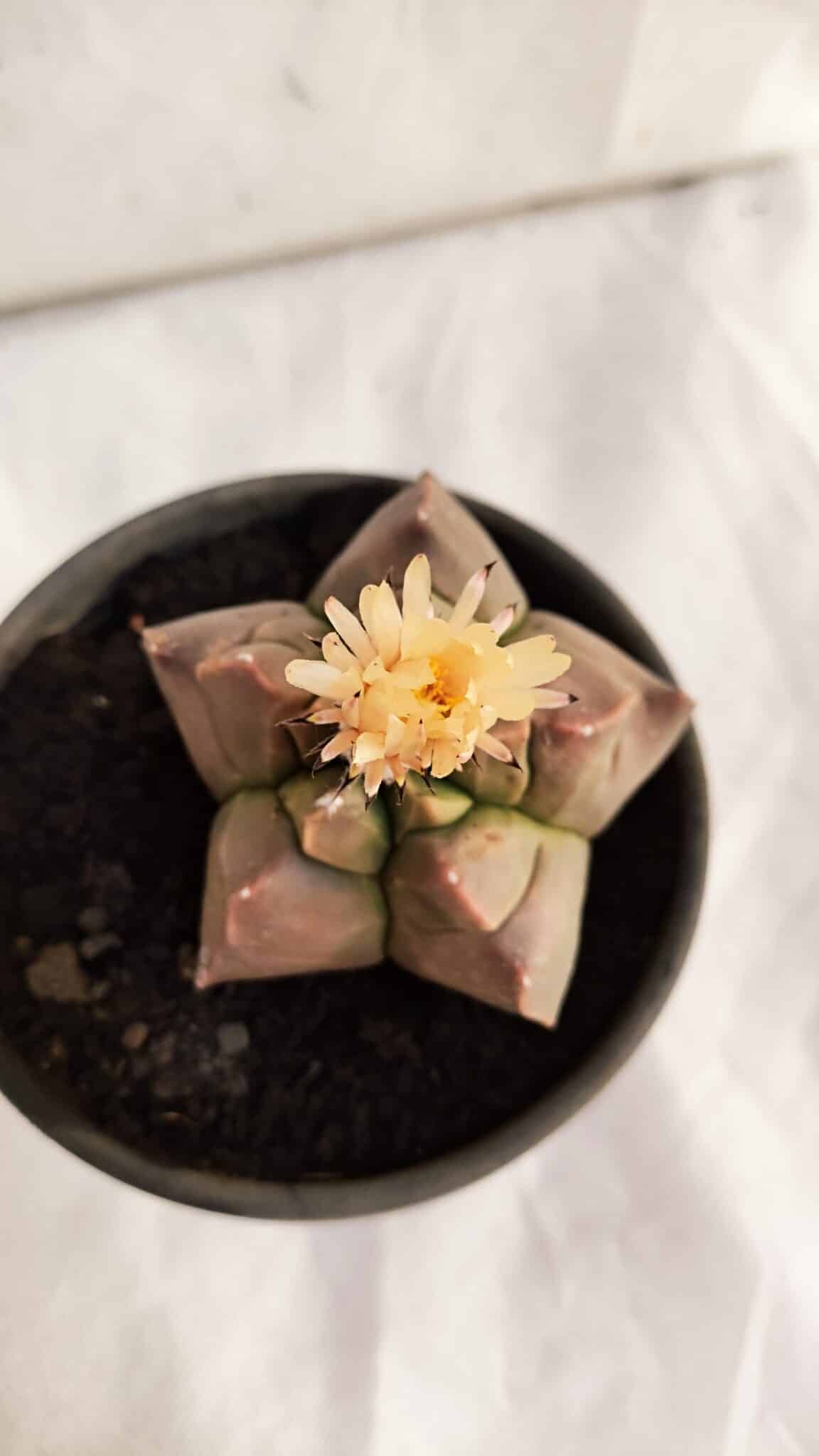 KIKKO 1085 (7) ASTROPHYTUM cv KIKKO Nº 1085 - vaso 15 - Imagem 1