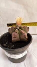 ASTROPHYTUM cv KIKKO Nº 1085 - vaso 15 - Imagem 4