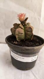 ASTROPHYTUM cv KIKKO Nº 1086  - vaso 15 - Imagem 2
