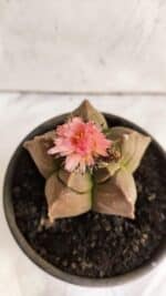 ASTROPHYTUM cv KIKKO Nº 1086  - vaso 15 - Imagem 7