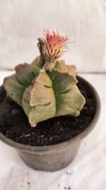 ASTROPHYTUM cv KIKKO Nº 1086  - vaso 15 - Imagem 6