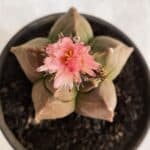 ASTROPHYTUM cv KIKKO Nº 1086  - vaso 15