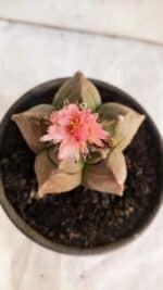 ASTROPHYTUM cv KIKKO Nº 1086  - vaso 15