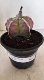 MATRIZ ASTROPHYTUM cv KIKKO Nº 1090 – vaso 15 - Imagem 2