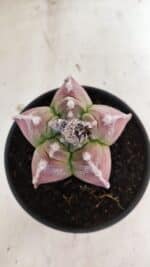 MATRIZ ASTROPHYTUM cv KIKKO Nº 1090 – vaso 15 - Imagem 3