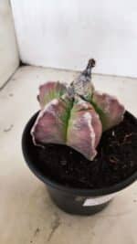 MATRIZ ASTROPHYTUM cv KIKKO Nº 1090 – vaso 15 - Imagem 7