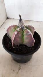 MATRIZ ASTROPHYTUM cv KIKKO Nº 1090 – vaso 15 - Imagem 8