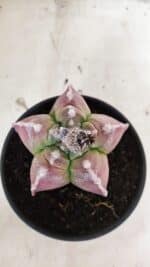 MATRIZ ASTROPHYTUM cv KIKKO Nº 1090 – vaso 15 - Imagem 10