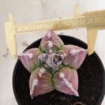 MATRIZ ASTROPHYTUM cv KIKKO Nº 1090 – vaso 15