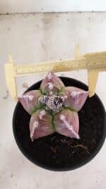 MATRIZ ASTROPHYTUM cv KIKKO Nº 1090 – vaso 15