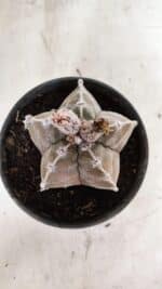 ASTROPHYTUM cv KIKKO Nº 1091 – vaso 15 - Imagem 9