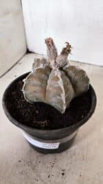 ASTROPHYTUM cv KIKKO Nº 1091 – vaso 15 - Imagem 8