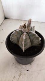 ASTROPHYTUM cv KIKKO Nº 1091 – vaso 15 - Imagem 7