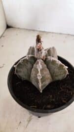 ASTROPHYTUM cv KIKKO Nº 1091 – vaso 15 - Imagem 6