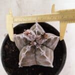 ASTROPHYTUM cv KIKKO Nº 1091 – vaso 15