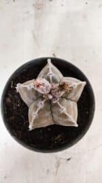 ASTROPHYTUM cv KIKKO Nº 1091 – vaso 15 - Imagem 3