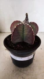 MATRIZ ASTROPHYTUM cv KIKKO Nº 1092 – vaso 15 - Imagem 2