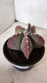 MATRIZ ASTROPHYTUM cv KIKKO Nº 1092 – vaso 15 - Imagem 8