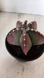 MATRIZ ASTROPHYTUM cv KIKKO Nº 1092 – vaso 15 - Imagem 7