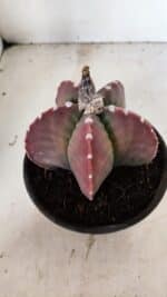 MATRIZ ASTROPHYTUM cv KIKKO Nº 1092 – vaso 15 - Imagem 6