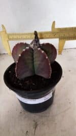 MATRIZ ASTROPHYTUM cv KIKKO Nº 1092 – vaso 15 - Imagem 4