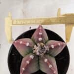 MATRIZ ASTROPHYTUM cv KIKKO Nº 1092 – vaso 15