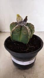 MATRIZ ASTROPHYTUM cv KIKKO Nº 1093 – vaso 15 - Imagem 2