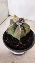 MATRIZ ASTROPHYTUM cv KIKKO Nº 1093 – vaso 15 - Imagem 9