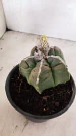 MATRIZ ASTROPHYTUM cv KIKKO Nº 1093 – vaso 15 - Imagem 8