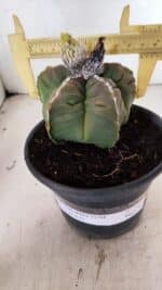 MATRIZ ASTROPHYTUM cv KIKKO Nº 1093 – vaso 15 - Imagem 4