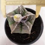 MATRIZ ASTROPHYTUM cv KIKKO Nº 1093 – vaso 15