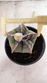 MATRIZ ASTROPHYTUM cv KIKKO Nº 1093 – vaso 15