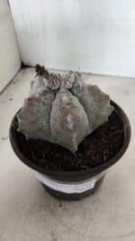 MATRIZ ASTROPHYTUM cv KIKKO Nº 1094 – vaso 15 - Imagem 9