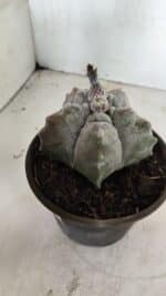 MATRIZ ASTROPHYTUM cv KIKKO Nº 1094 – vaso 15 - Imagem 8