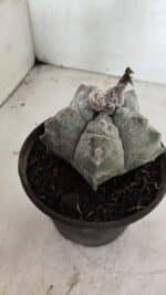 MATRIZ ASTROPHYTUM cv KIKKO Nº 1094 – vaso 15 - Imagem 7