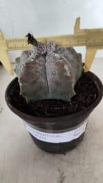 MATRIZ ASTROPHYTUM cv KIKKO Nº 1094 – vaso 15