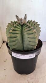 MATRIZ ASTROPHYTUM cv KIKKO Nº 1097 – vaso 17 - Imagem 2